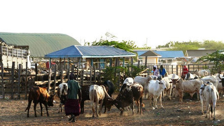 garissa-livestock-market-1080x720.jpg