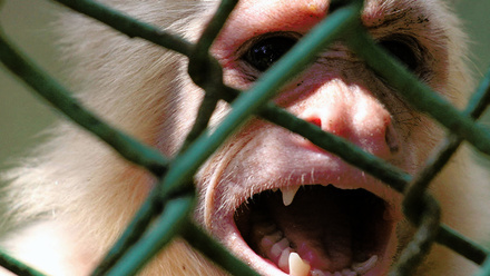 spider-monkey-BannerImage-1168x440px.jpg