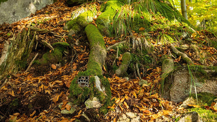 CameraTrapBannerImage1168x440px.jpg