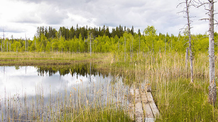 Jelliman-nature-rewilding-1168x440px.jpg