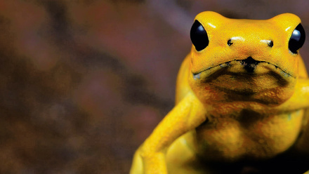 poison-frog-1168x440px_0.jpg