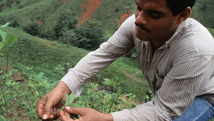Coca-farmer-BannerImage-1168x440px.jpg