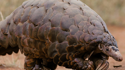 ground-pangolin-south-africa-1168x440_0.jpg 1