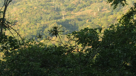 miombo-woodland-view-1168x440px.jpg