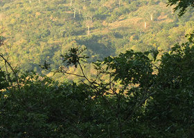 miombo-woodland-view-1168x440px.jpg