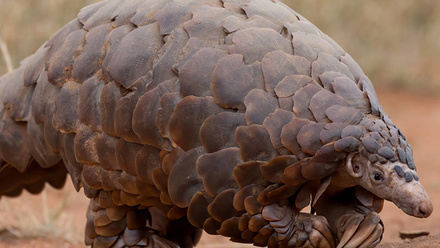 ground-pangolin-south-africa-1168x440_0.jpg