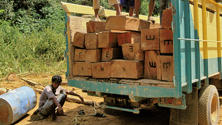 Illegal-Logging-BannerImage-1168x440px.jpg