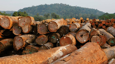 cameroon-logged-timber-1168x440px.jpg